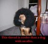Thread-Cool-Dog_with_afro.jpg
