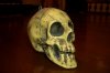 AG skull 008 (Large).jpg