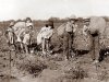 children-picking-cotton.jpg