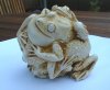 494404-8frogs.jpg