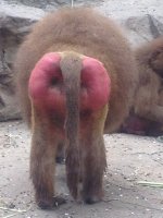 Red assed monkey.jpg
