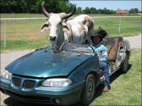 Cow-In-Car-Funny-Image.gif