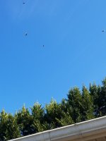Buzzards1.jpg