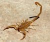 scorpion02iStockBrooks.jpg