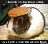 lolrabbit.jpg