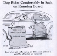 dog running board.jpg