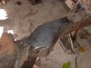 DSCF1145.jpg