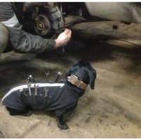 dog help.jpg