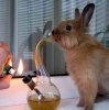 032810-easter-bunny-getting-high.jpg