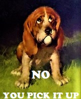 sad dog you pick it up.JPG