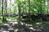 SDC10596.jpg