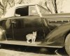 cat on 38 Packard.jpg