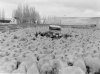 Sheep Ranch & Hudson Auto 1929.JPG