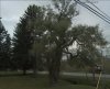 tree.jpg
