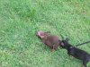 DOG-GONEIT 030.jpg