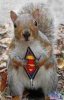 supersquirrel.jpeg