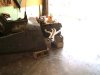 zoomie upload.jpg
