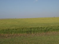 amber waves of grain.JPG