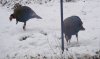 11.14.10 turkeys 2.jpg