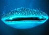 whale-sharkc.jpg
