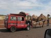 camel-pulls-car.jpg