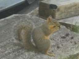 Mr. Squirrel