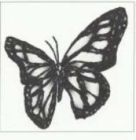 Iron Butterfly