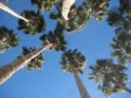 29 palms