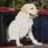 truckdog62563