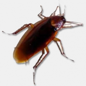 My pet cock roach, Harvey. He goes where ever I go. :-)