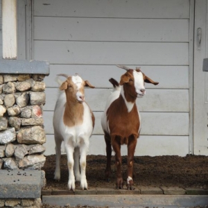 WHEN I SHOW MY 34 PONTIAC -----NOW I CAN TALK ABOUT MY ALL ORIGINAL GOATS IN THE BACKYARD