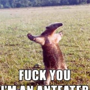 fuck you i'm an anteater !