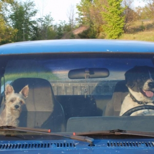 Two boys out for a drive.