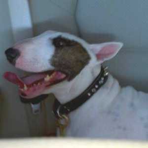 My English bull terrier....'Zee-Zee'