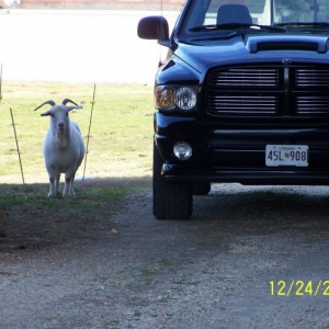 not a barn find with out the two Rams!