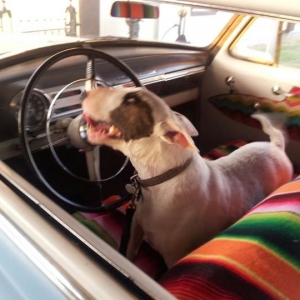 My Bull Terrier "Zee-Zee" getting ready to go on a ride w/ me :)