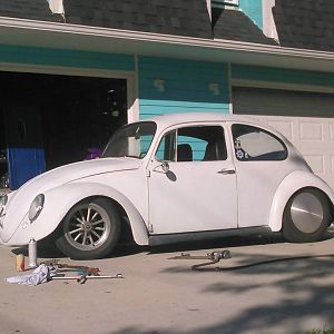 the white bug